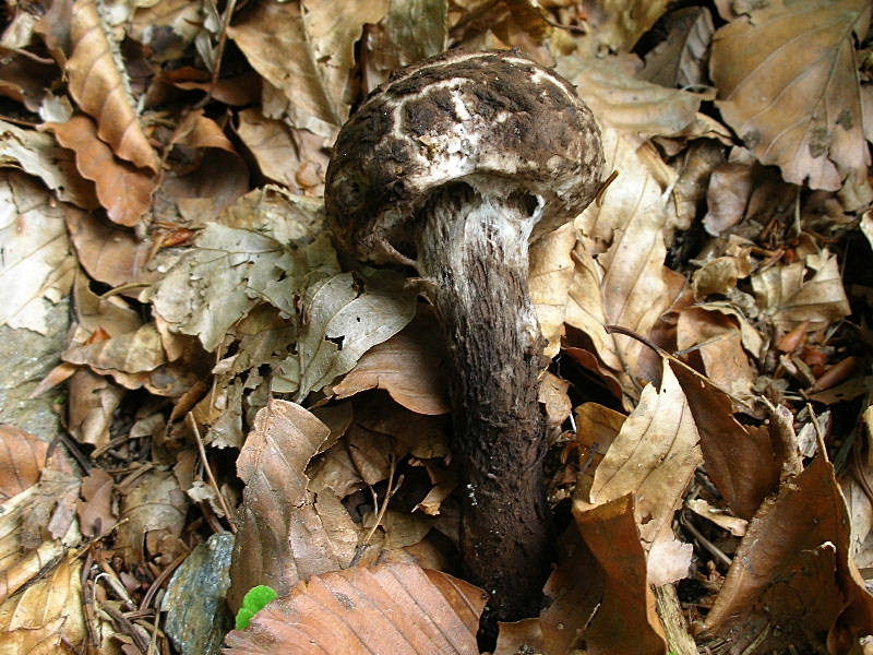 Strobilomyces strobilaceus (?)